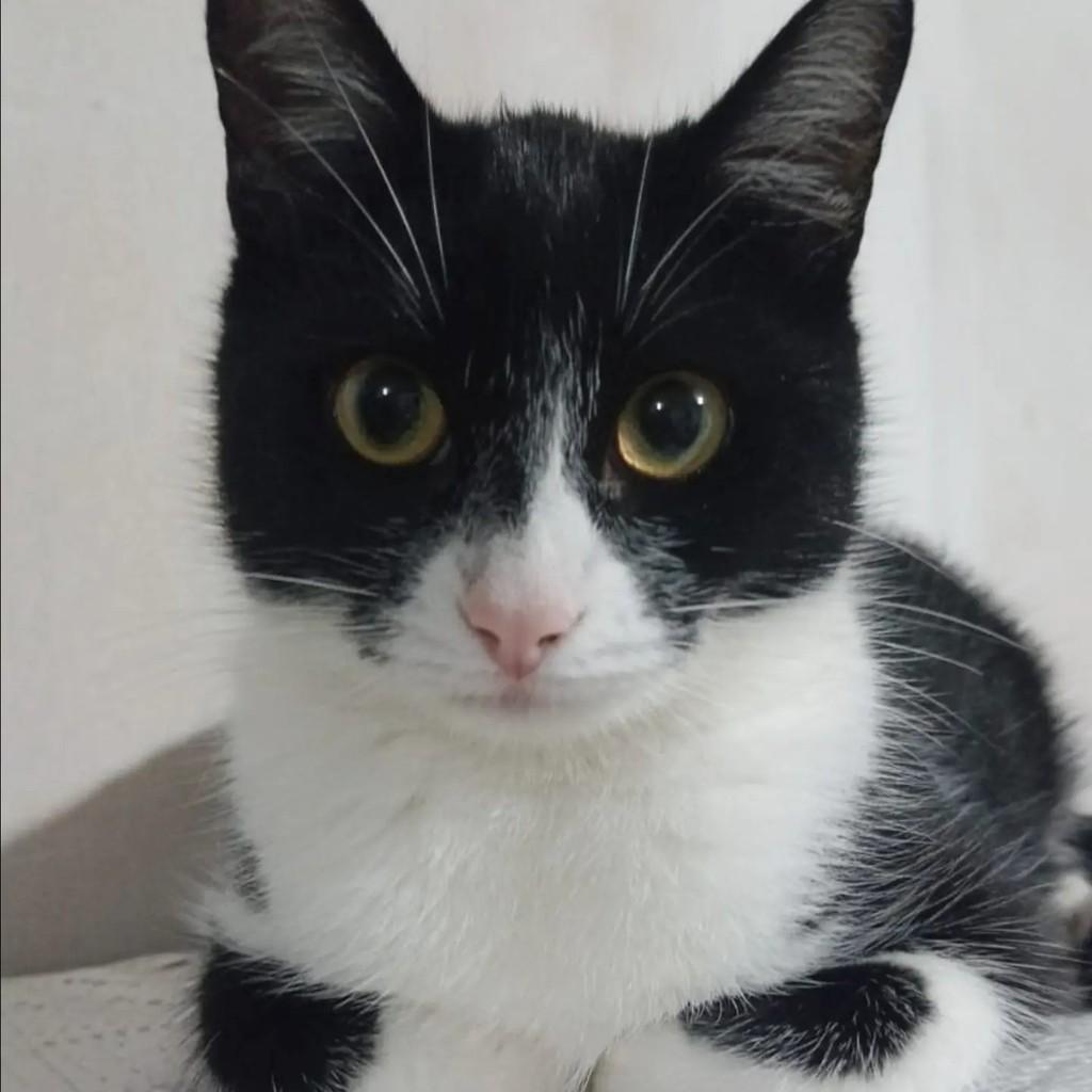Celina, gata de porte pequeno para adoção em Porto Alegre - RS