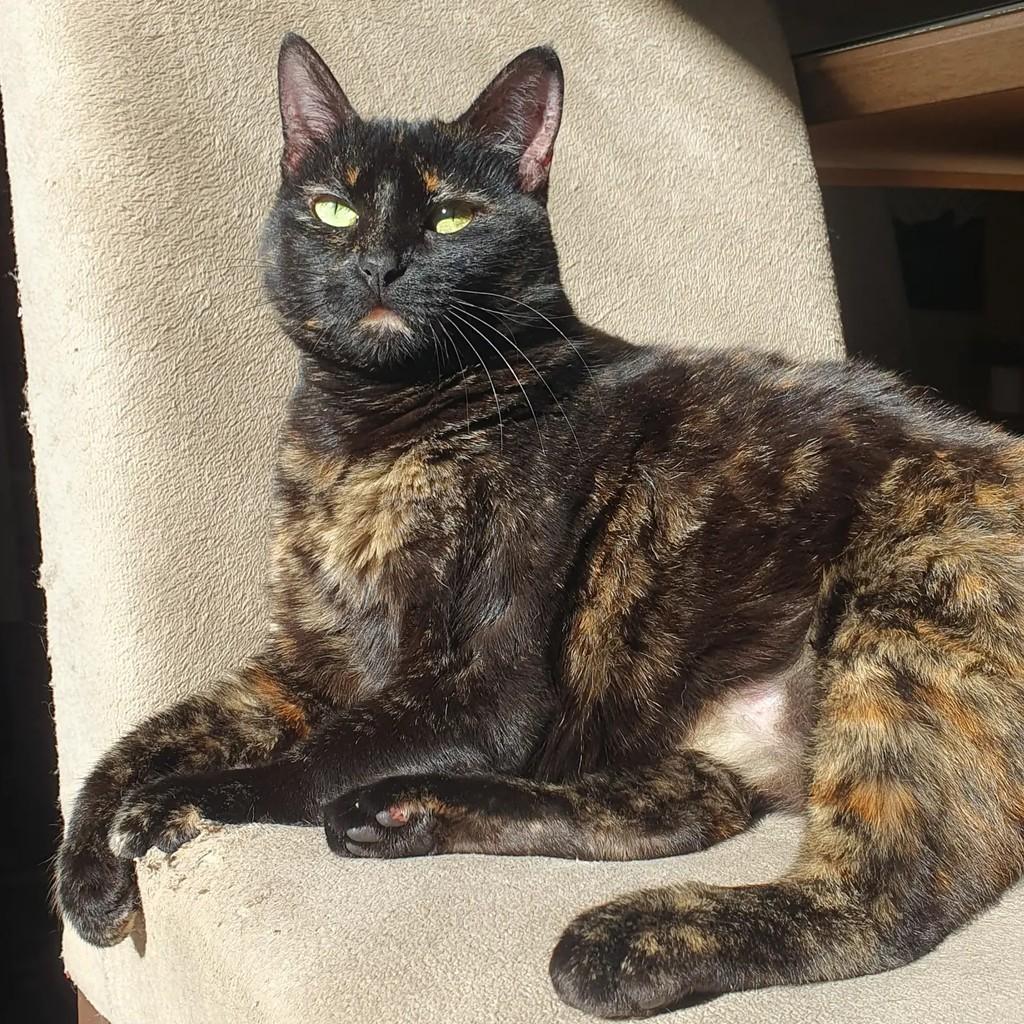 Sofia, gata de porte médio para adoção em Porto Alegre - RS