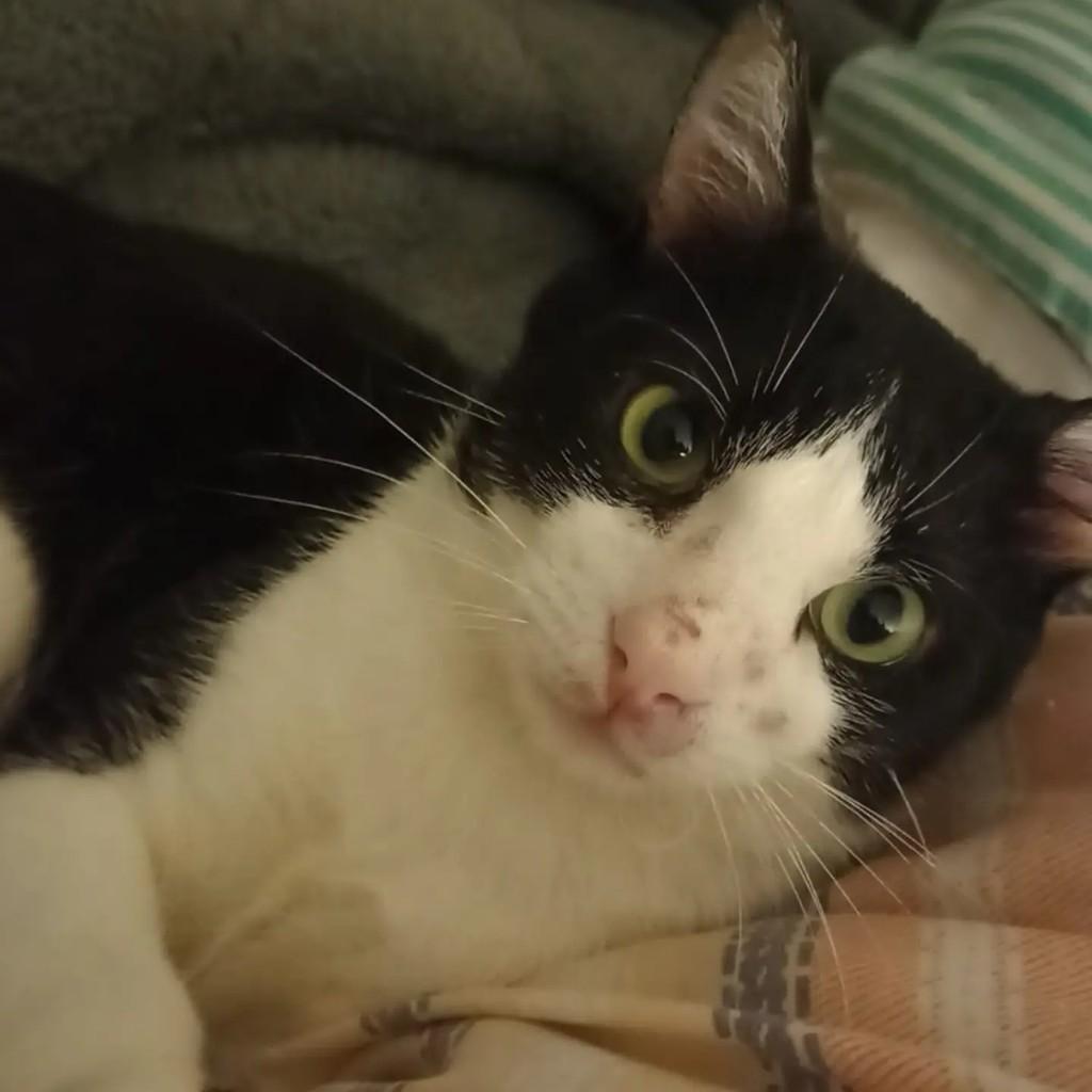 Drako, gato de porte médio para adoção em Porto Alegre - RS