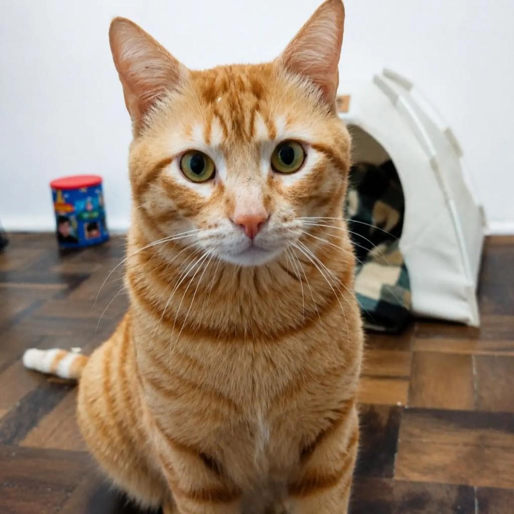Cheetos, gato de porte médio para adoção em Pelotas - RS