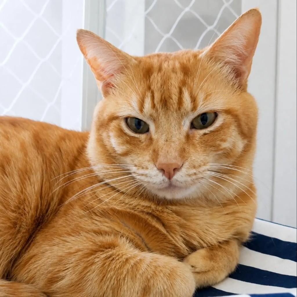 Cheetos, gato de porte médio para adoção em Pelotas - RS — foto 2 de 6