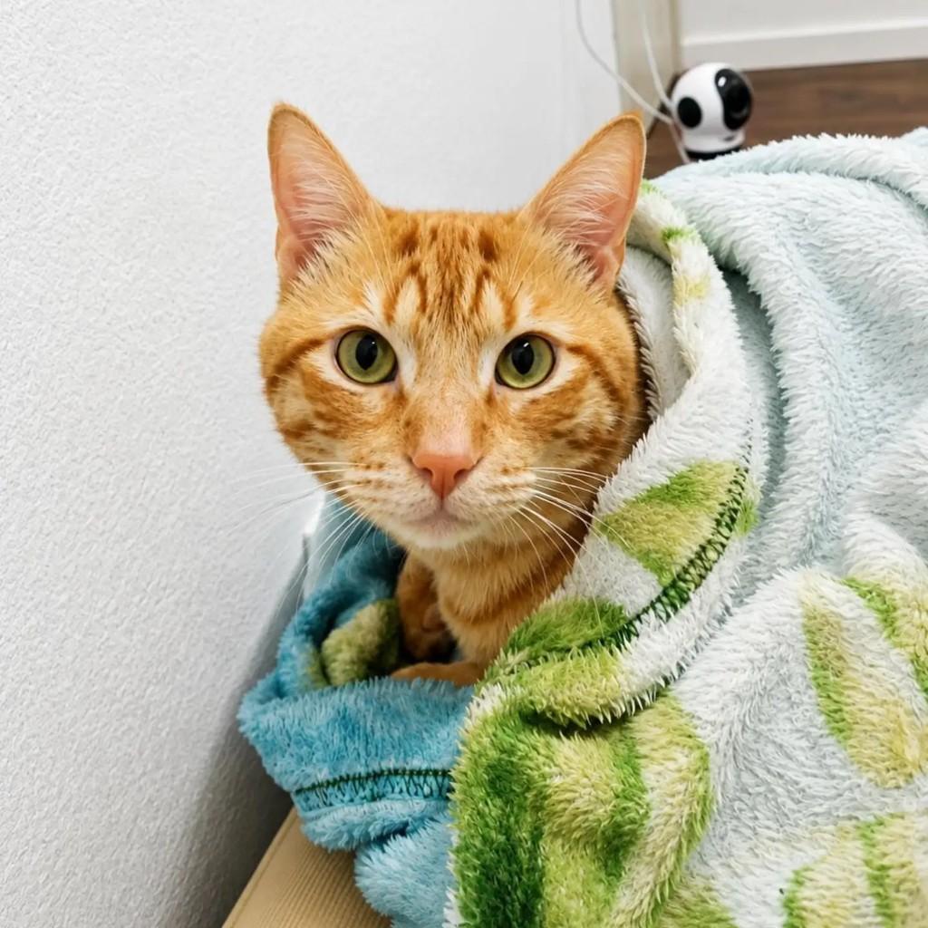 Cheetos, gato de porte médio para adoção em Pelotas - RS — foto 3 de 6