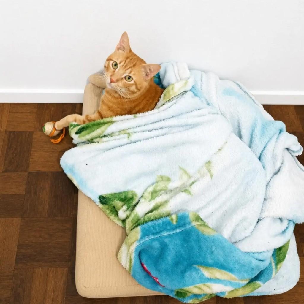Cheetos, gato de porte médio para adoção em Pelotas - RS — foto 4 de 6