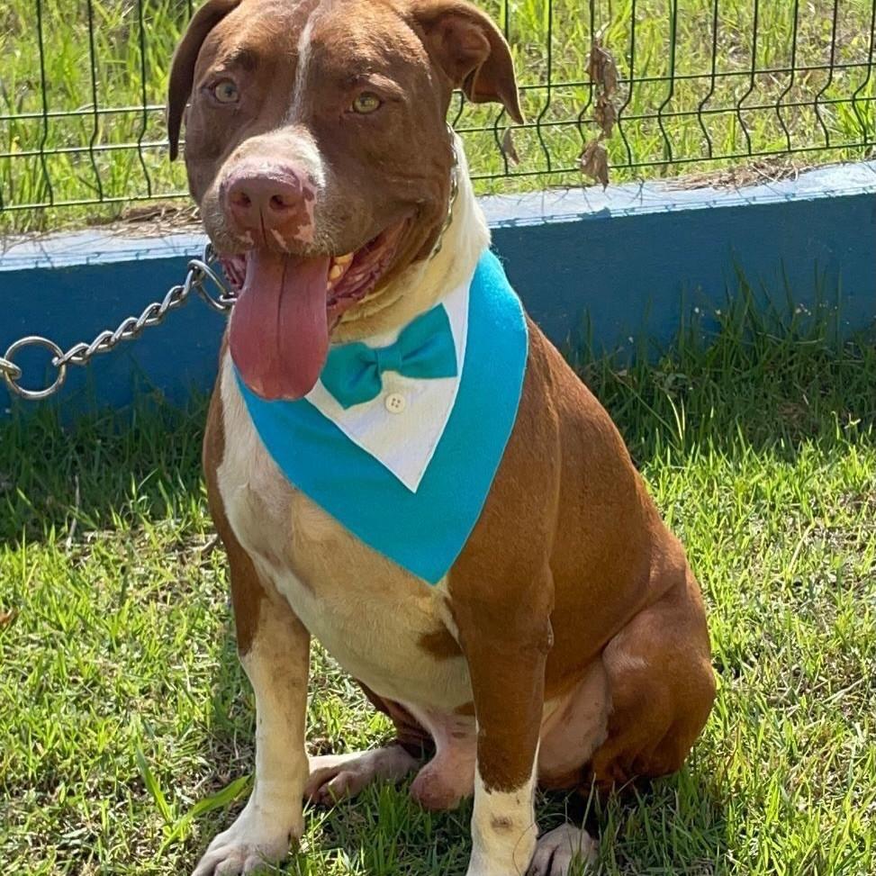 Marino, cachorro de porte grande para adoção em São Sebastião - SP