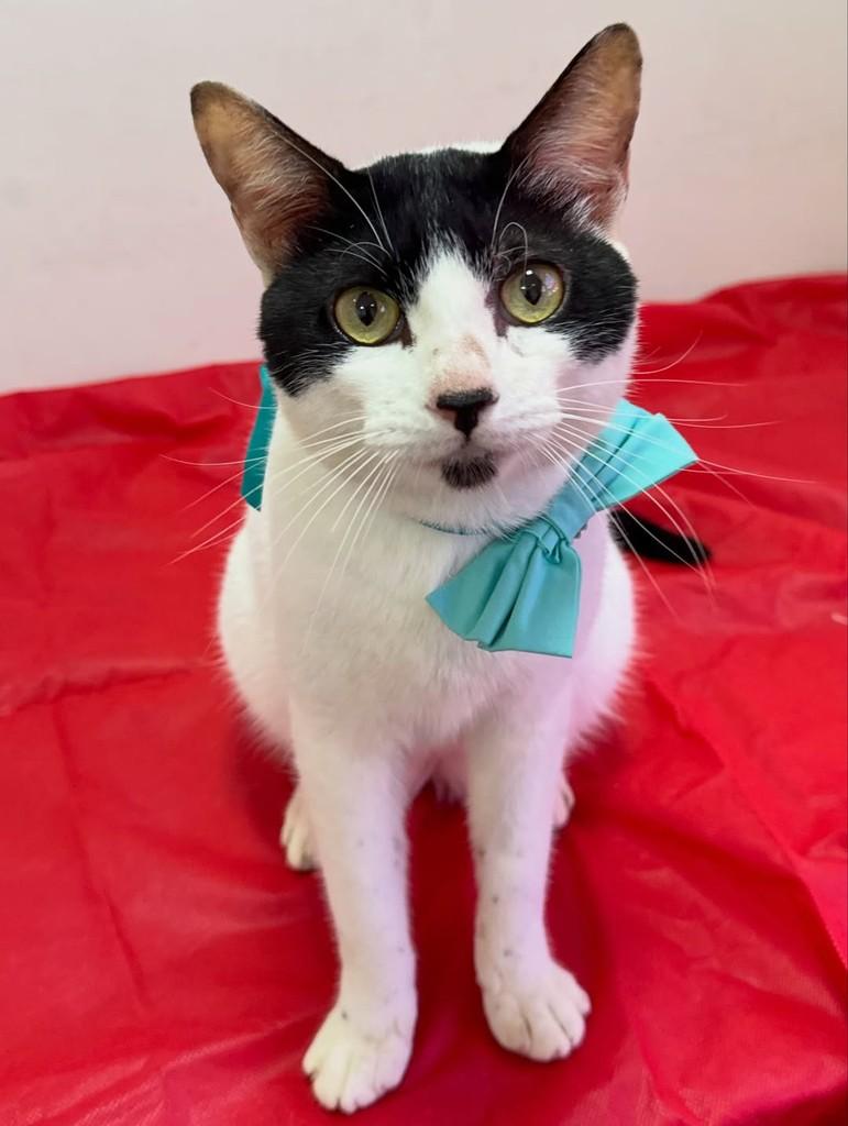 Chorão, gato de porte pequeno para adoção em São Sebastião - SP