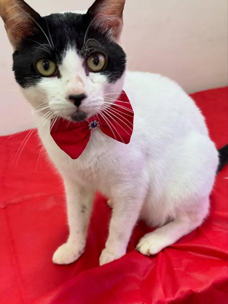 Chorão, gato de porte pequeno para adoção em São Sebastião - SP — foto 2 de 13