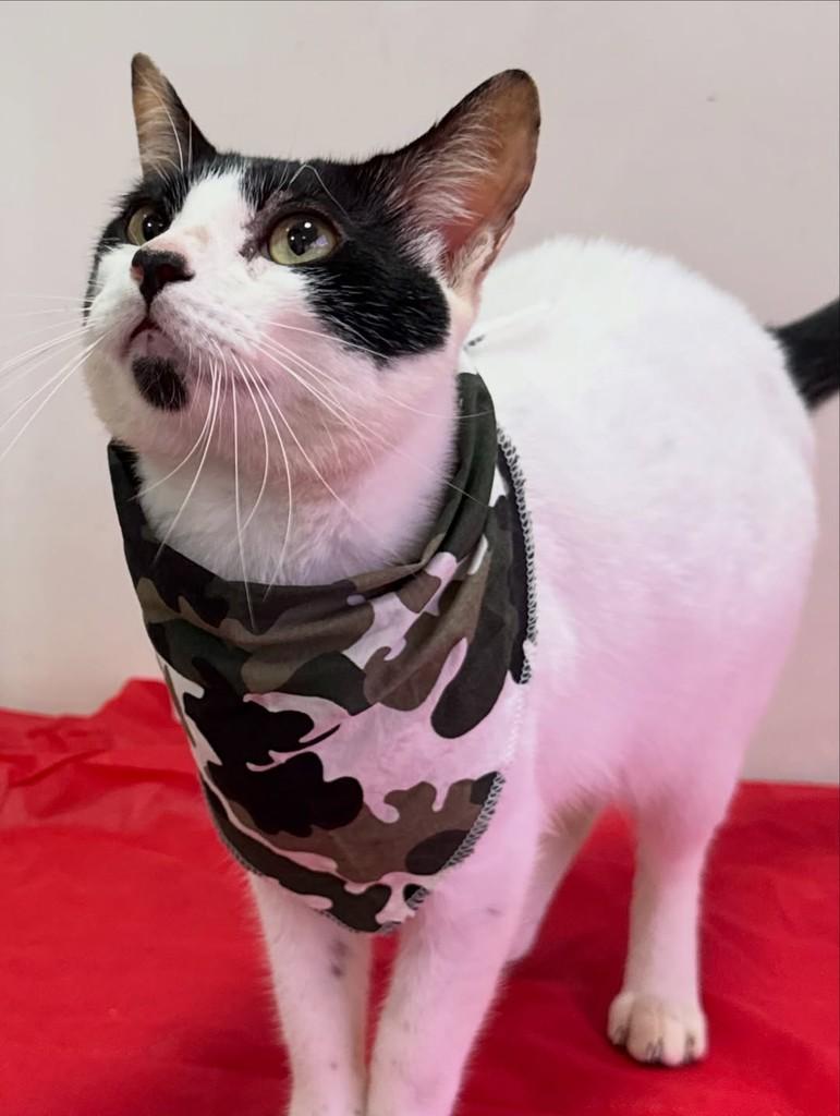 Chorão, gato de porte pequeno para adoção em São Sebastião - SP — foto 3 de 13