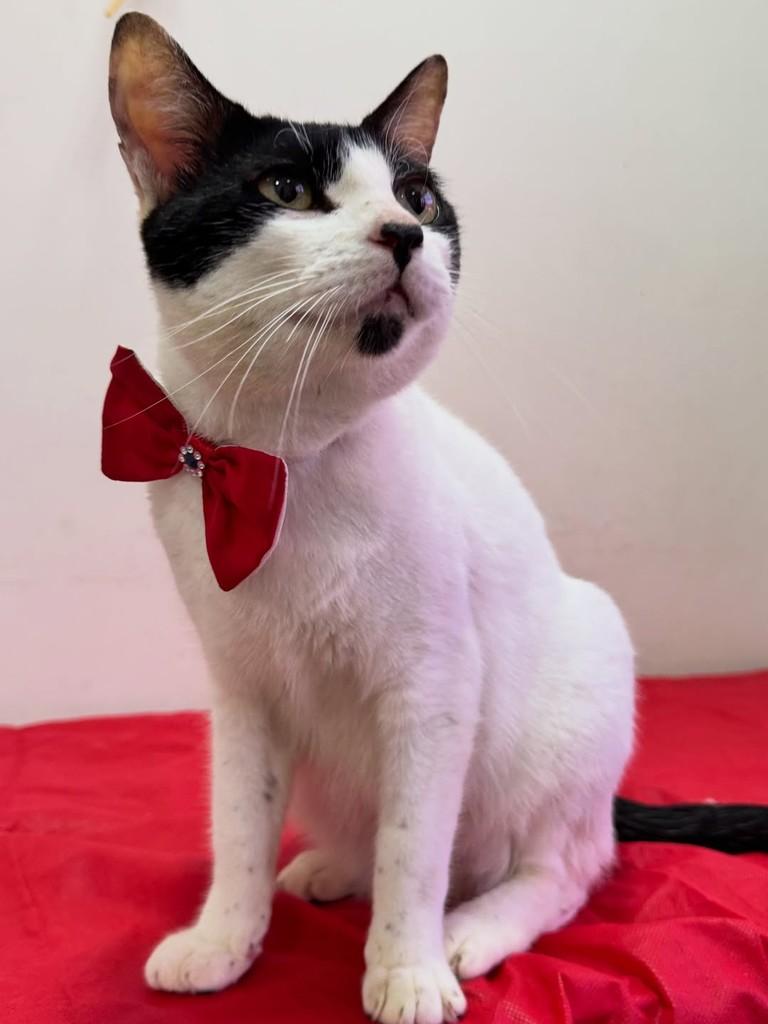 Chorão, gato de porte pequeno para adoção em São Sebastião - SP — foto 4 de 13