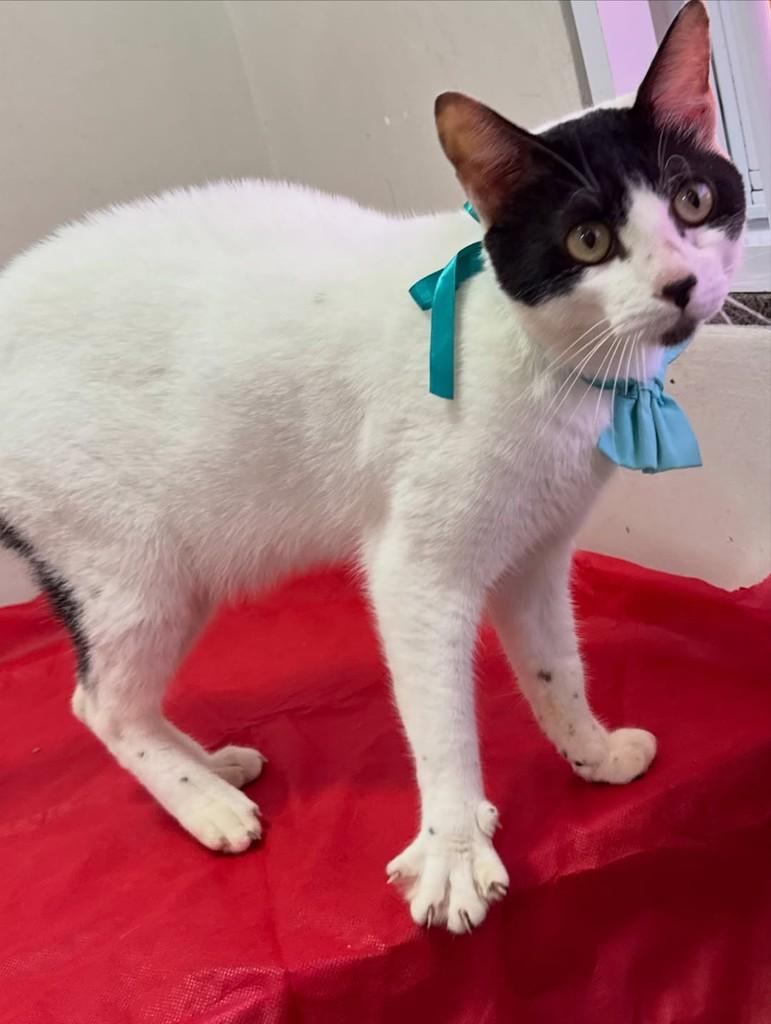 Chorão, gato de porte pequeno para adoção em São Sebastião - SP — foto 5 de 13