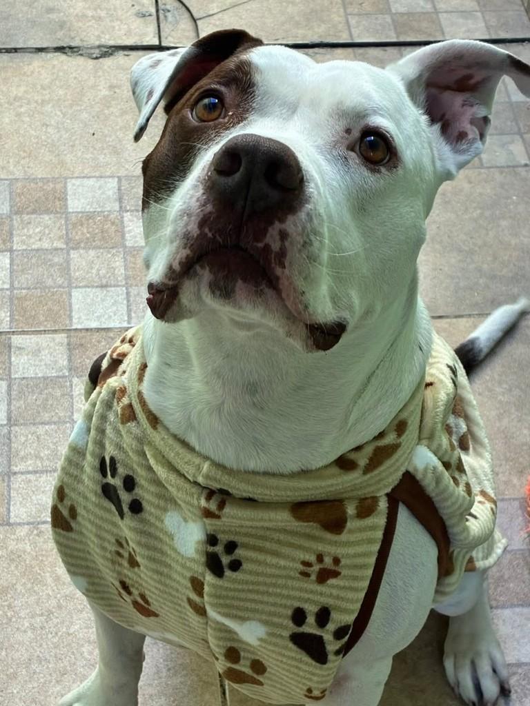 Draco, cachorro de porte médio para adoção em São Sebastião - SP
