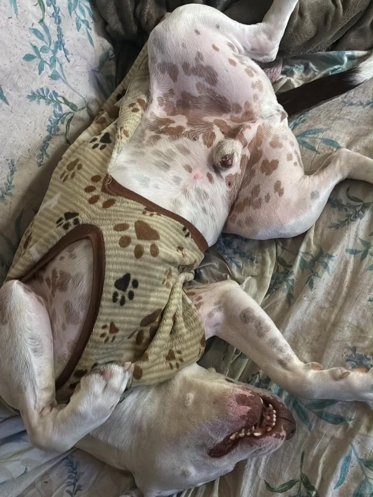 Draco, cachorro de porte médio para adoção em São Sebastião - SP — foto 2 de 6