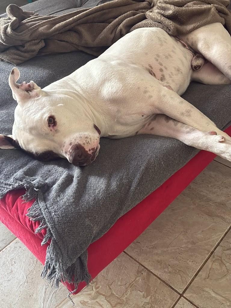 Draco, cachorro de porte médio para adoção em São Sebastião - SP — foto 3 de 6