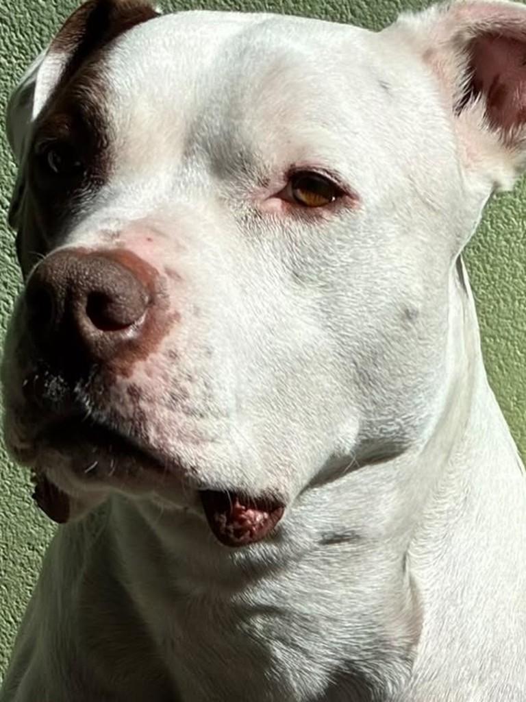 Draco, cachorro de porte médio para adoção em São Sebastião - SP — foto 4 de 6