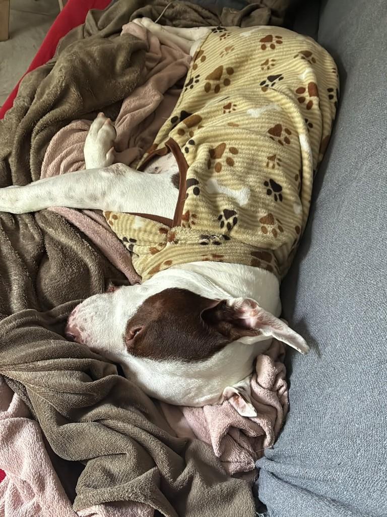 Draco, cachorro de porte médio para adoção em São Sebastião - SP — foto 5 de 6