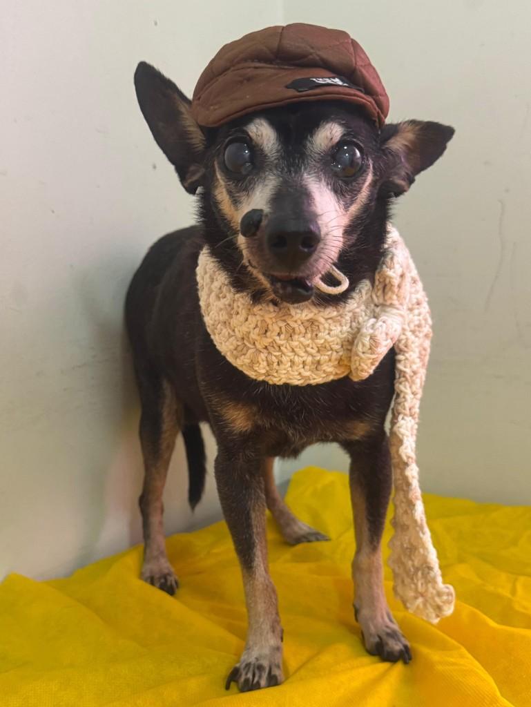 Tio, cachorro de porte pequeno para adoção em São Sebastião - SP