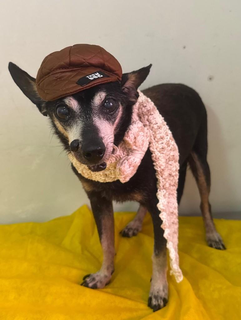 Tio, cachorro de porte pequeno para adoção em São Sebastião - SP — foto 2 de 8