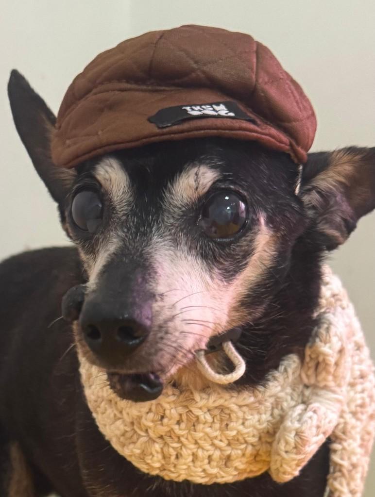Tio, cachorro de porte pequeno para adoção em São Sebastião - SP — foto 3 de 8