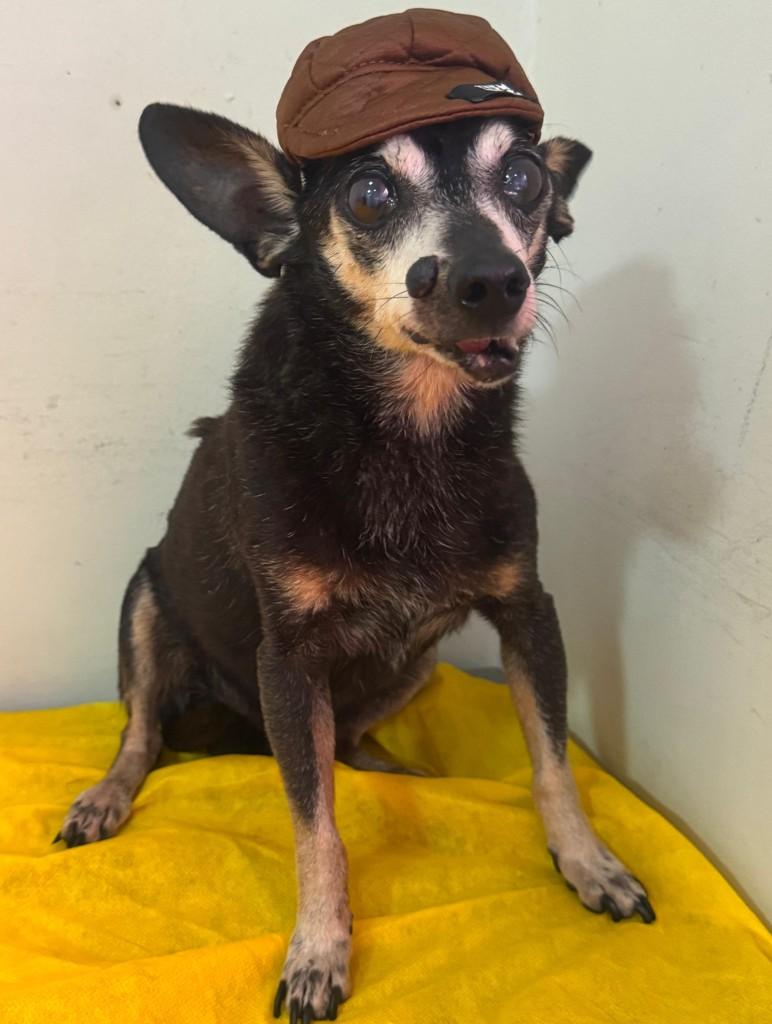 Tio, cachorro de porte pequeno para adoção em São Sebastião - SP — foto 4 de 8