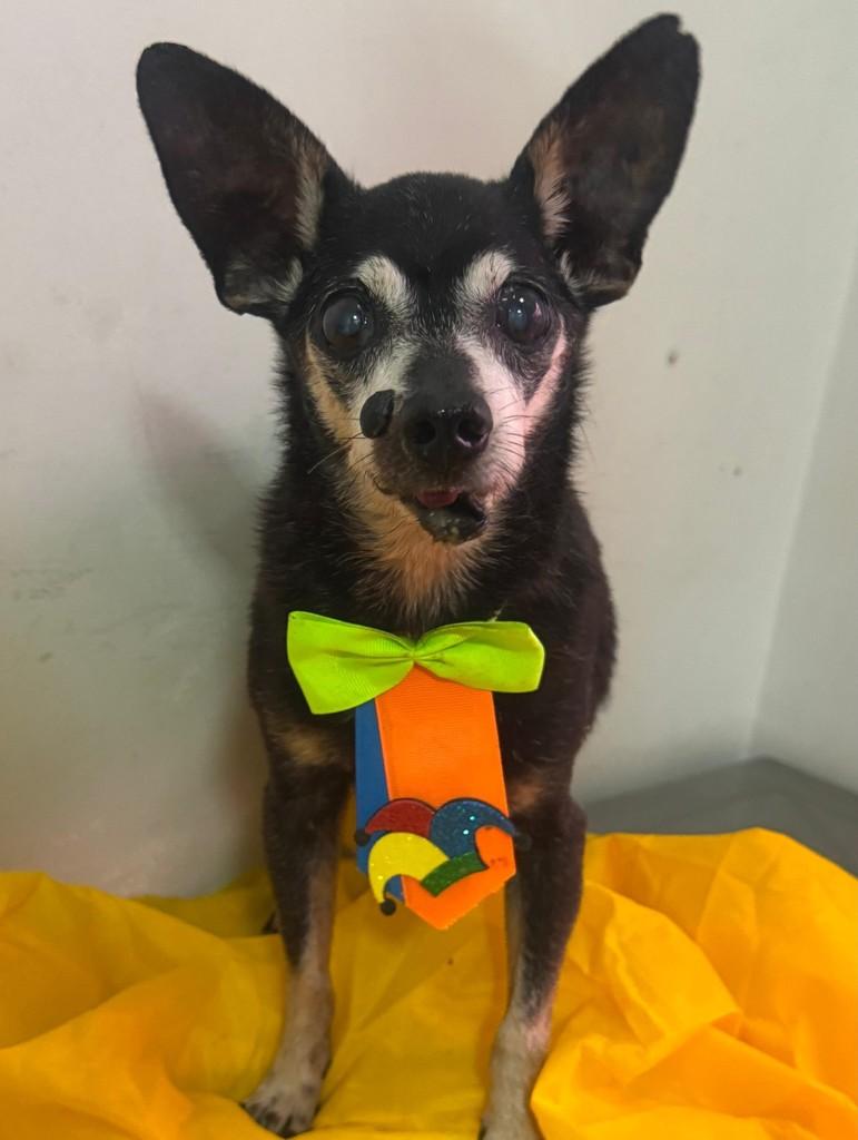Tio, cachorro de porte pequeno para adoção em São Sebastião - SP — foto 5 de 8