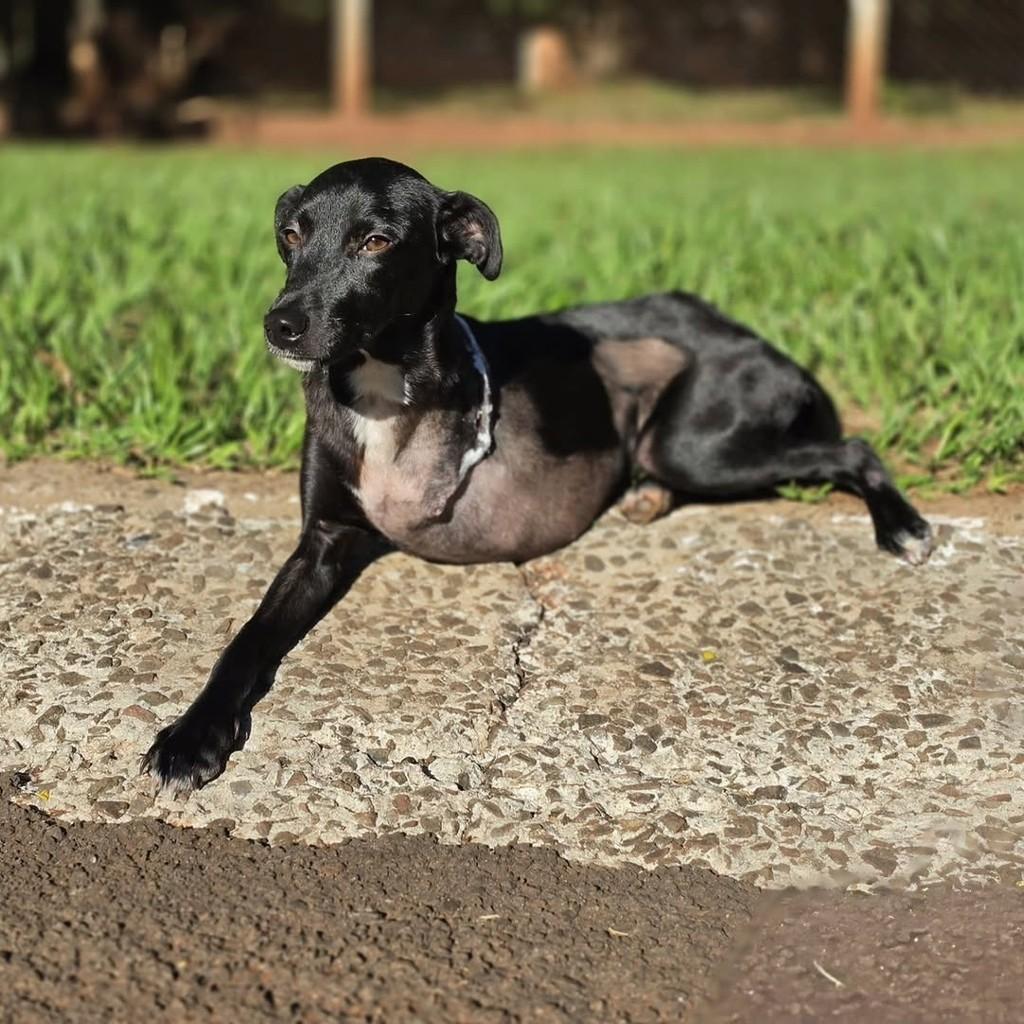 Princesinha, cachorro de porte pequeno para adoção em Campo Grande - MS