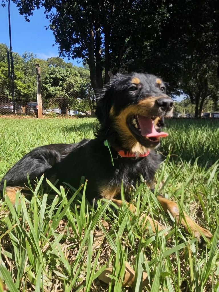 Bolt, cachorro de porte pequeno para adoção em Campo Grande - MS