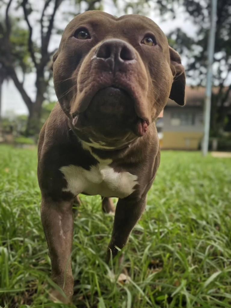 Gigante Lindo, cachorro de porte grande para adoção em Campo Grande - MS