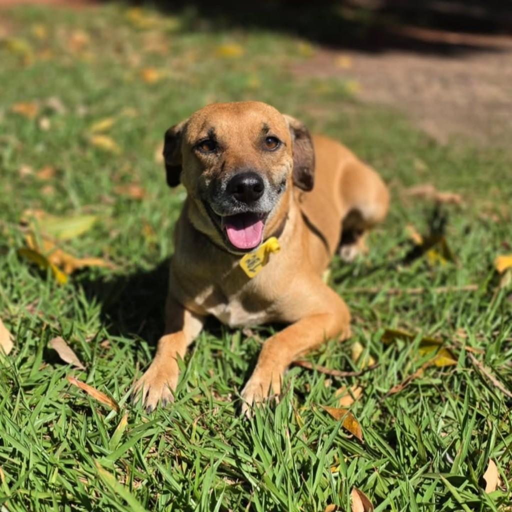 Caramelo, cachorro de porte pequeno para adoção em Porto Alegre - RS