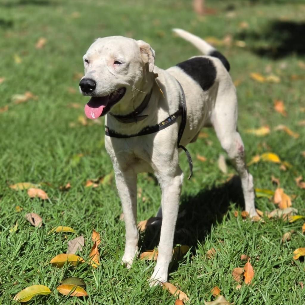 Perigo, cachorro de porte grande para adoção em Campo Grande - MS