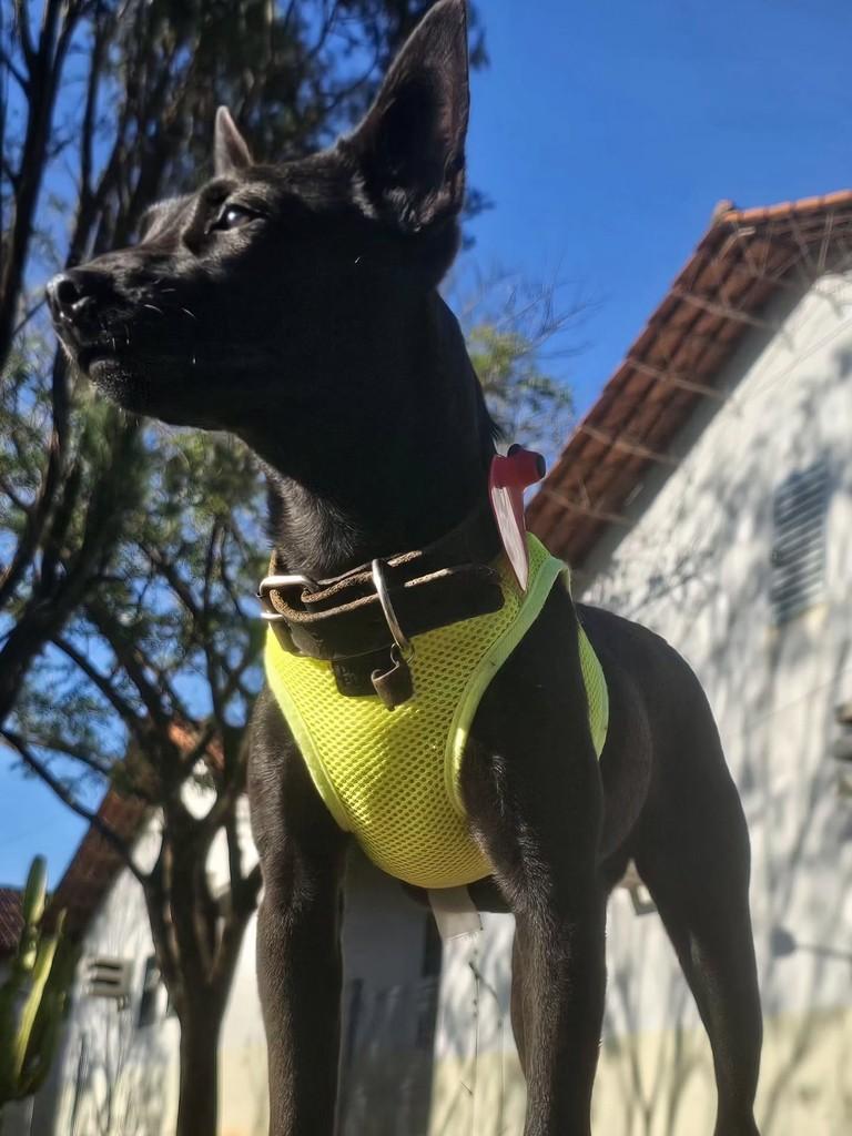Anjinho, cadela de porte pequeno para adoção em Campo Grande - MS