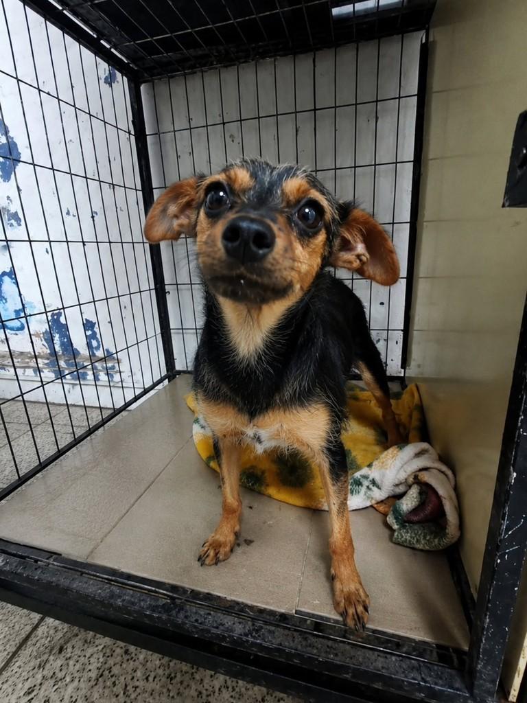 Pequenininha, cadela de porte pequeno para adoção em Campo Grande - MS