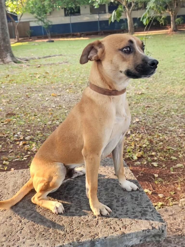 Lindão, cachorro de porte médio para adoção em Campo Grande - MS