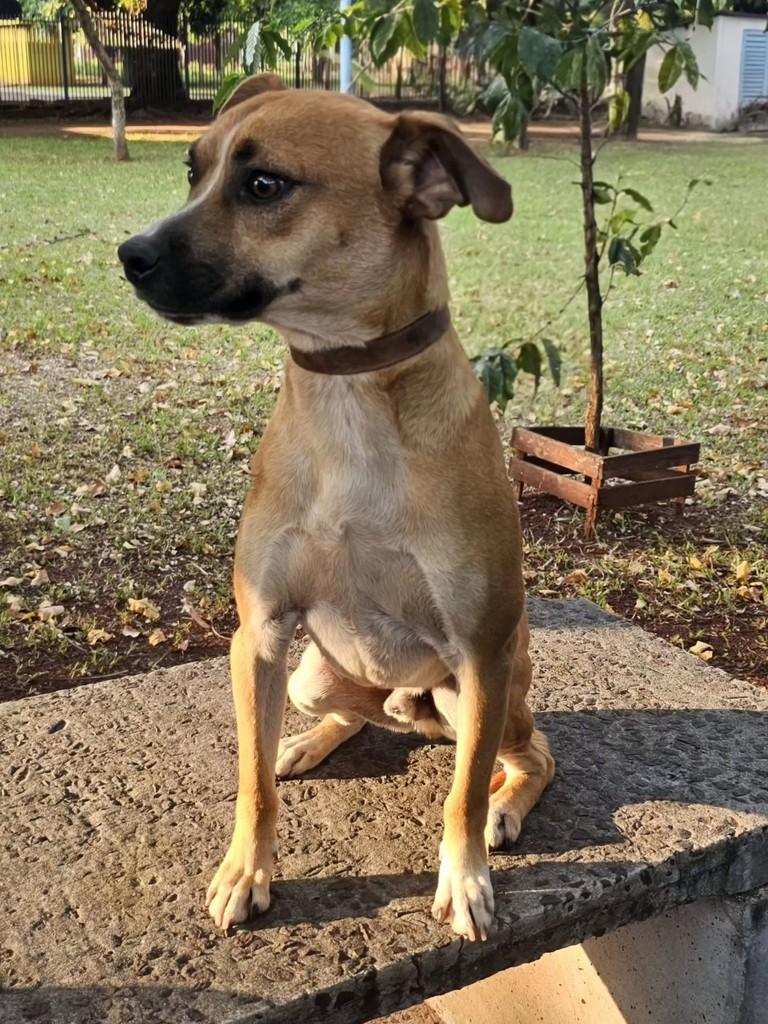 Lindão, cachorro de porte médio para adoção em Campo Grande - MS — foto 2 de 16