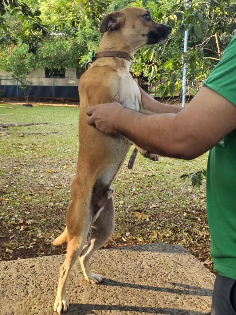 Lindão, cachorro de porte médio para adoção em Campo Grande - MS — foto 3 de 16