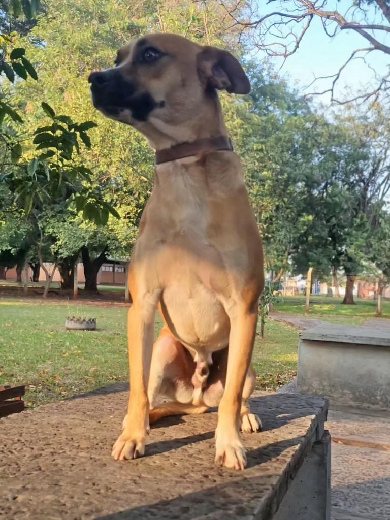 Lindão, cachorro de porte médio para adoção em Campo Grande - MS — foto 4 de 16