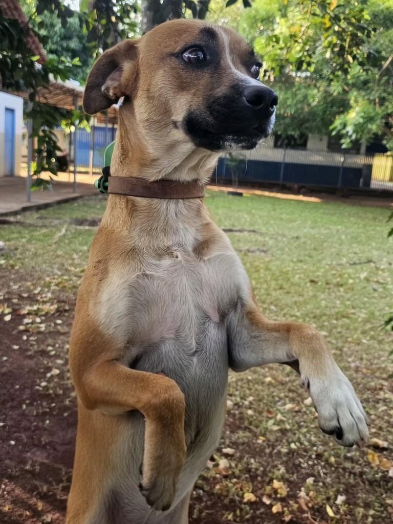 Lindão, cachorro de porte médio para adoção em Campo Grande - MS — foto 5 de 16