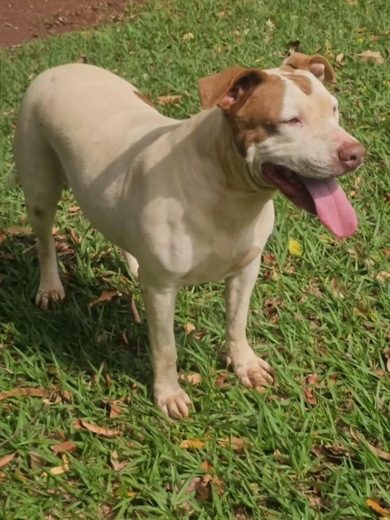 Princesa, cadela de porte grande para adoção em Campo Grande - MS