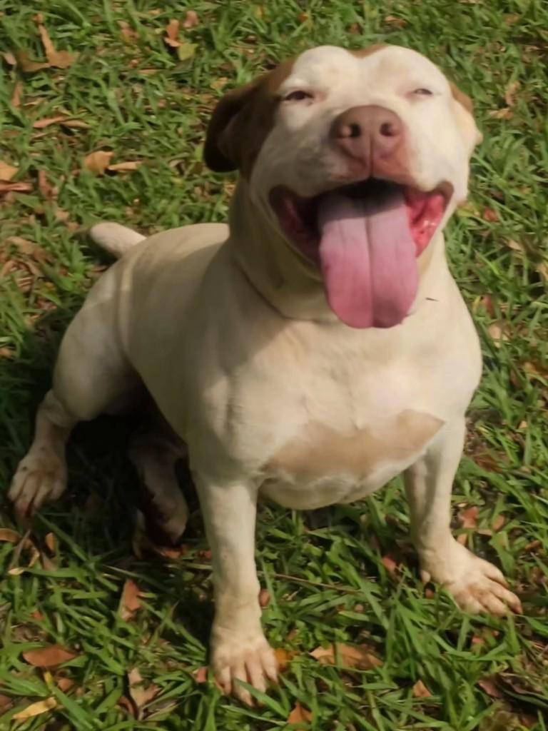 Princesa, cadela de porte grande para adoção em Campo Grande - MS — foto 2 de 14