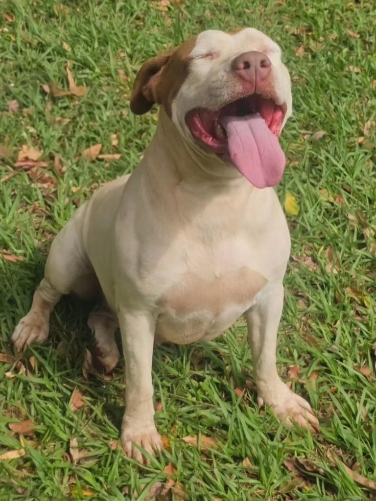 Princesa, cadela de porte grande para adoção em Campo Grande - MS — foto 3 de 14