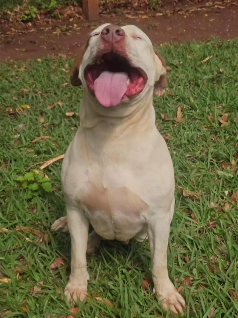 Princesa, cadela de porte grande para adoção em Campo Grande - MS — foto 4 de 14