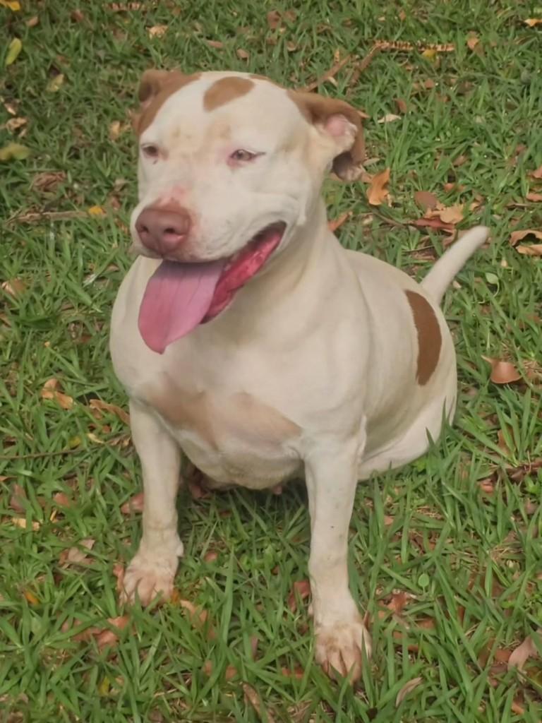 Princesa, cadela de porte grande para adoção em Campo Grande - MS — foto 5 de 14