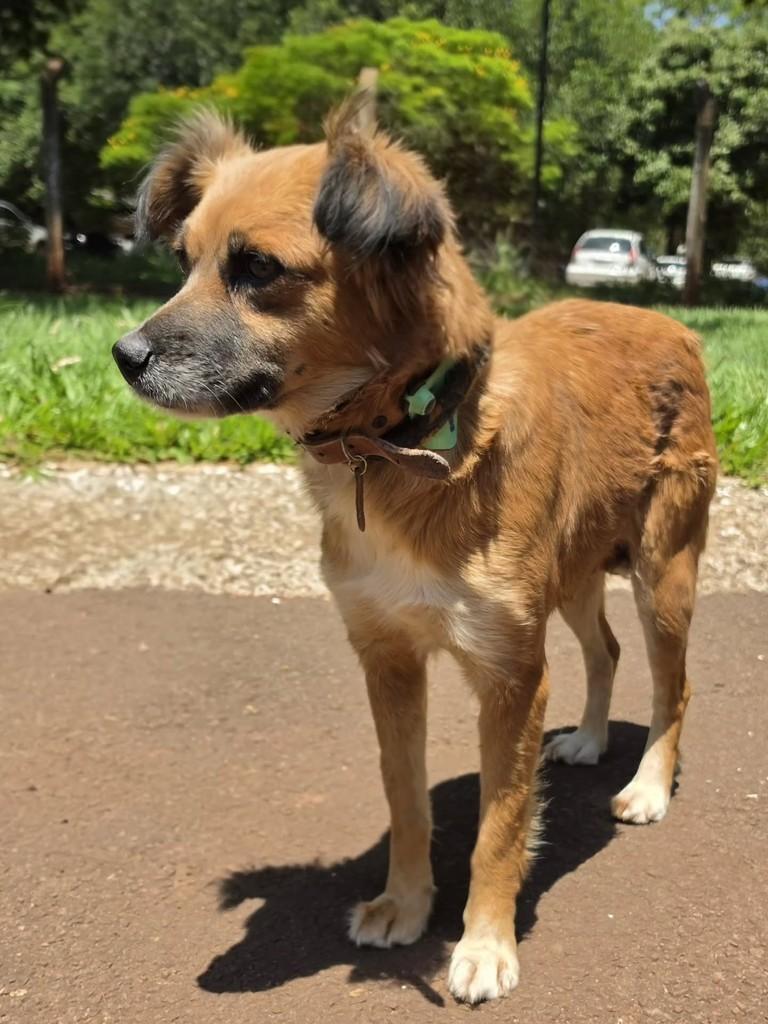 Princesa, cadela de porte pequeno para adoção em Campo Grande - MS