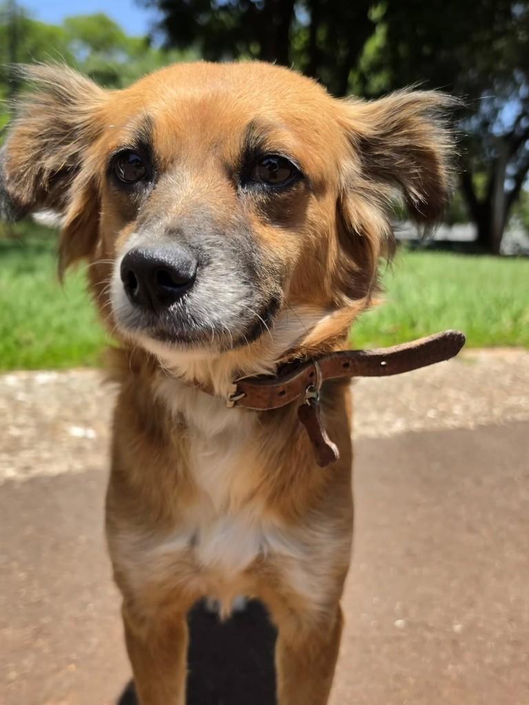 Princesa, cadela de porte pequeno para adoção em Campo Grande - MS — foto 2 de 5