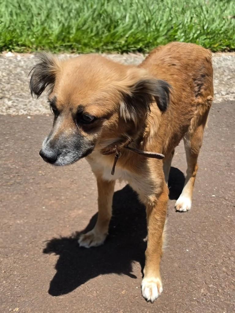 Princesa, cadela de porte pequeno para adoção em Campo Grande - MS — foto 3 de 5