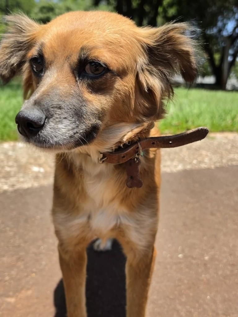 Princesa, cadela de porte pequeno para adoção em Campo Grande - MS — foto 4 de 5