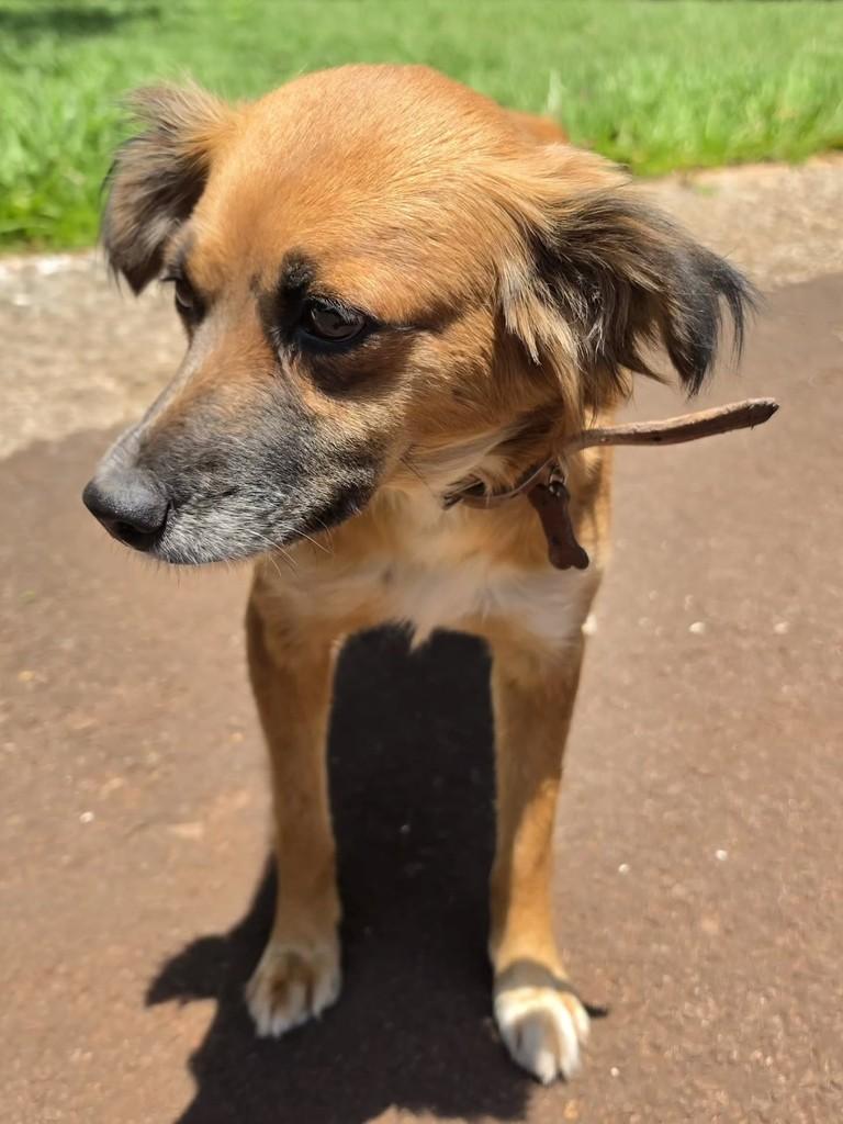 Princesa, cadela de porte pequeno para adoção em Campo Grande - MS — foto 5 de 5