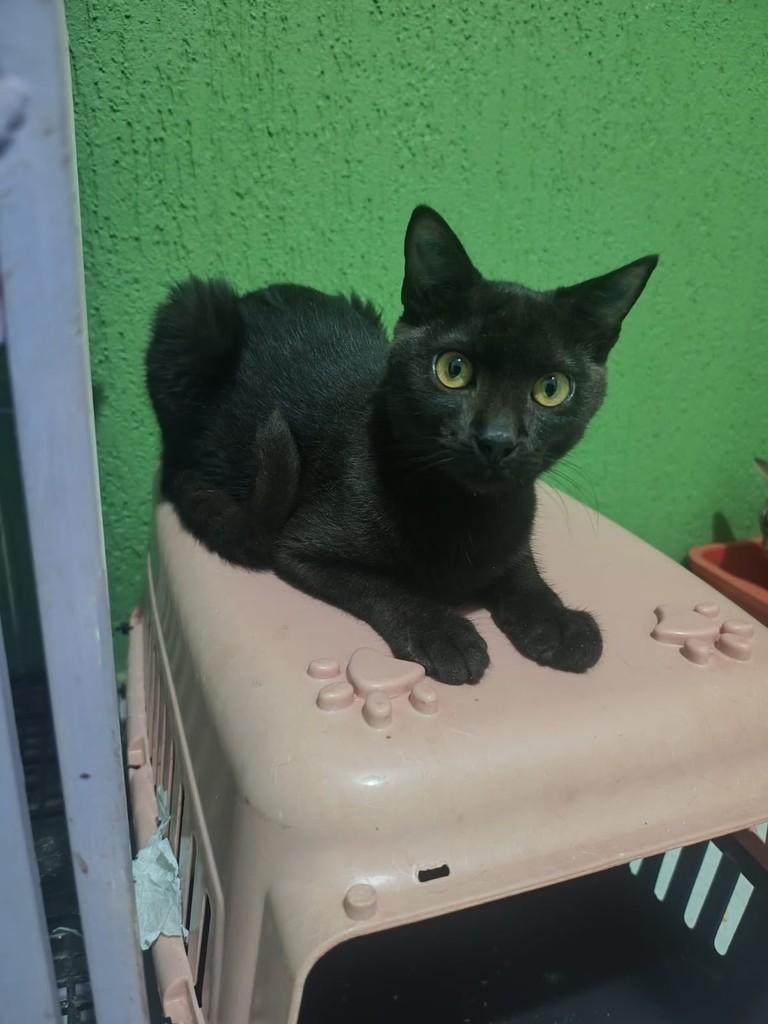 Polenta, gato de porte pequeno para adoção em Araraquara - SP