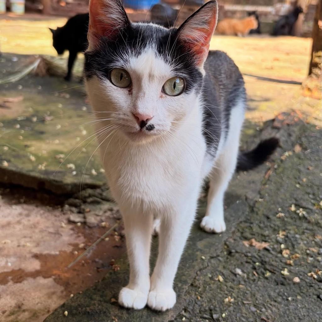 Pimenta, gato de porte pequeno para adoção em Araraquara - SP