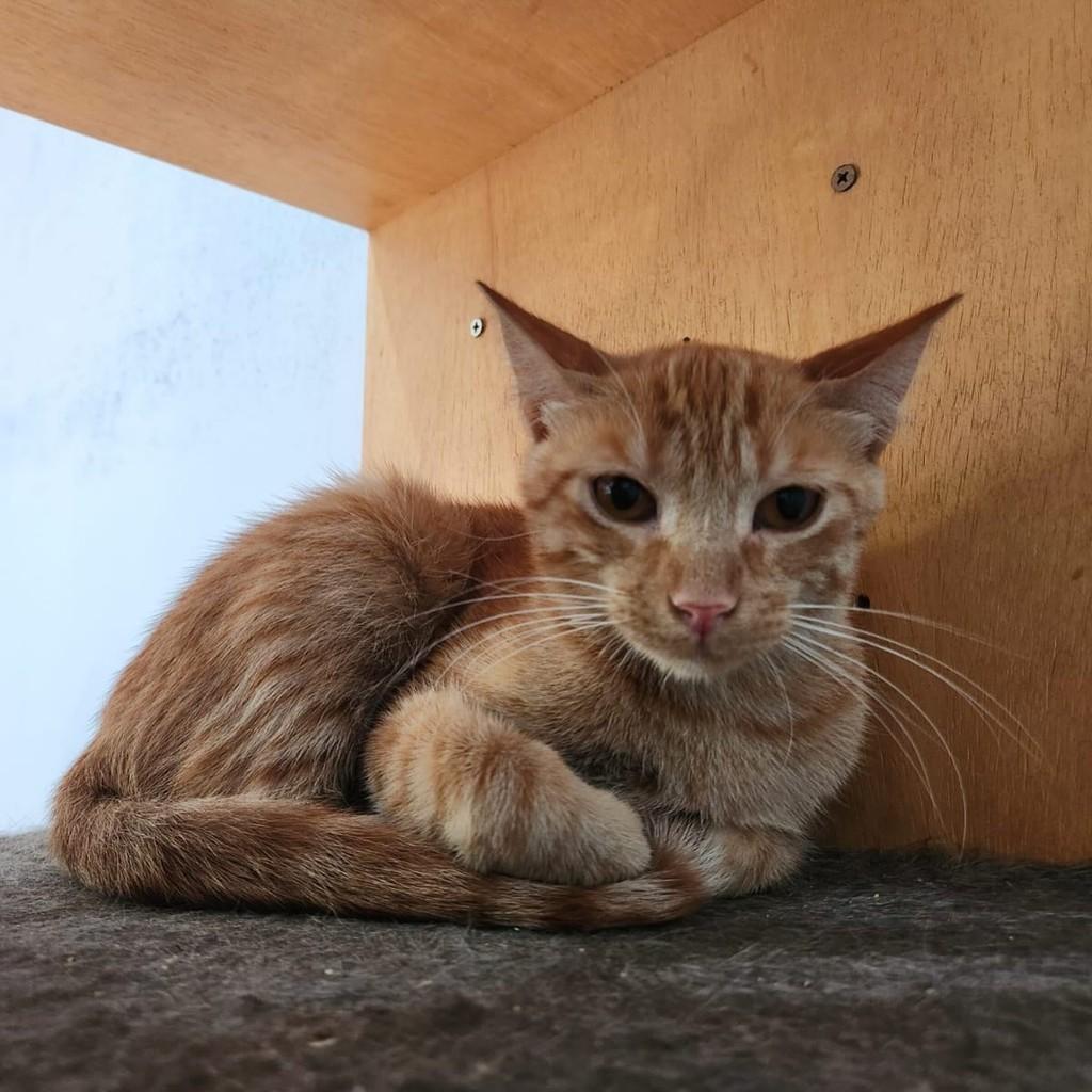 Peach, gato de porte pequeno para adoção em Araraquara - SP