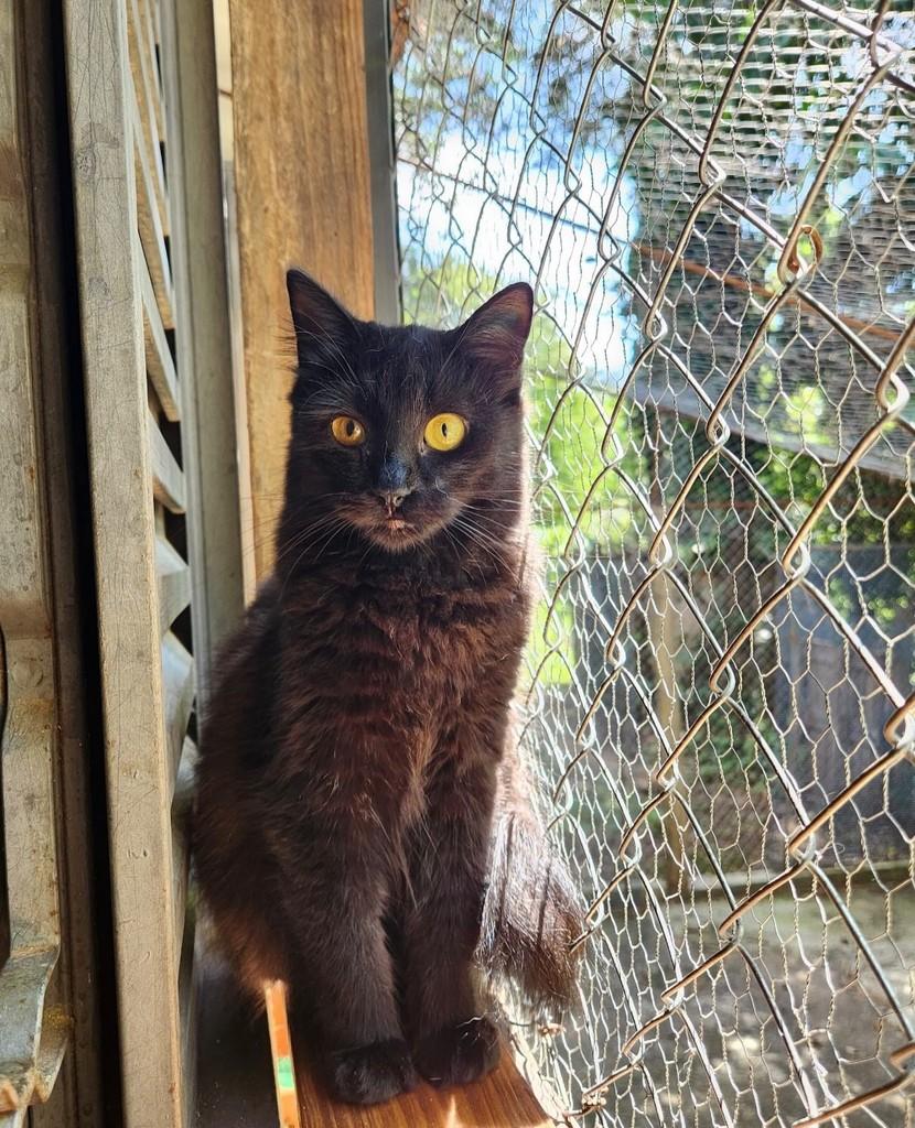 Boo, gato de porte pequeno para adoção em Araraquara - SP
