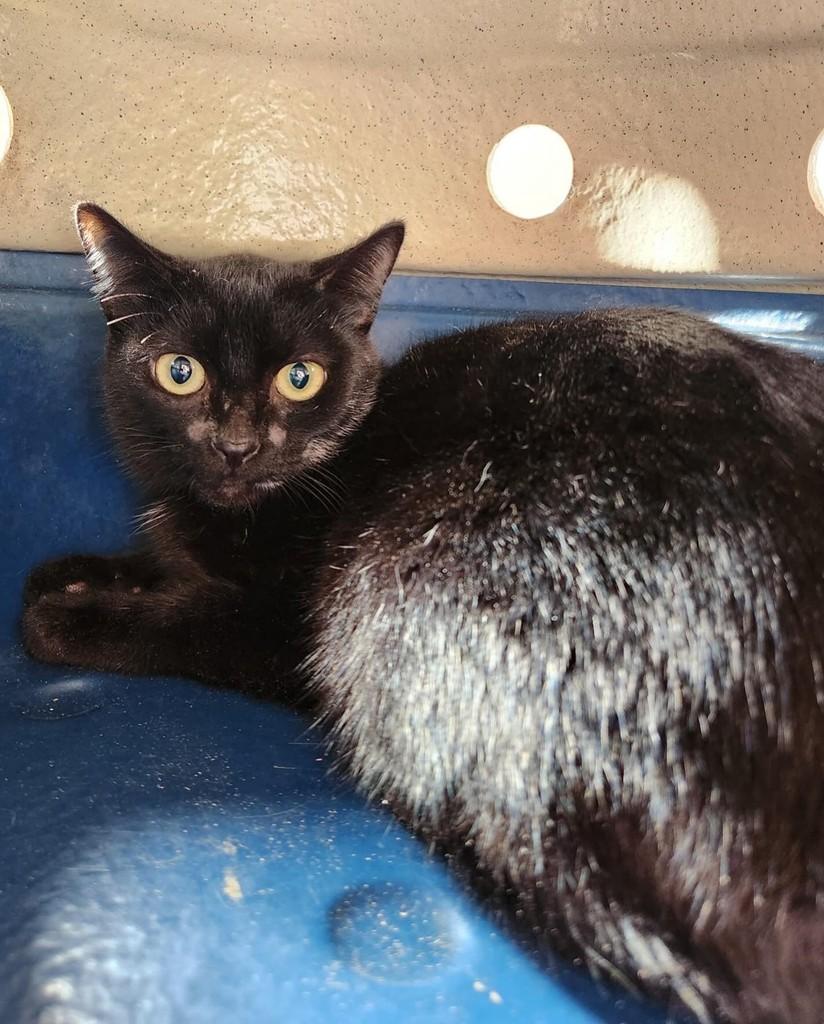 Berenice, gato de porte pequeno para adoção em Araraquara - SP
